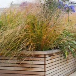 Anemanthele Lessoniana 18 Anemanthele Lessoniana -Plant Discount Store 1 13 scaled 1