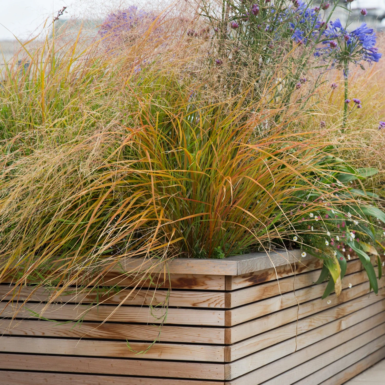 Anemanthele Lessoniana 8 Anemanthele Lessoniana - Image 8