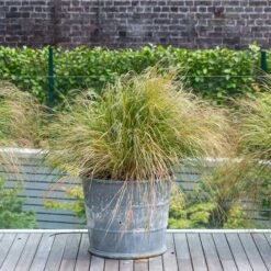 Anemanthele Lessoniana 16 Anemanthele Lessoniana -Plant Discount Store 1 14 scaled 1