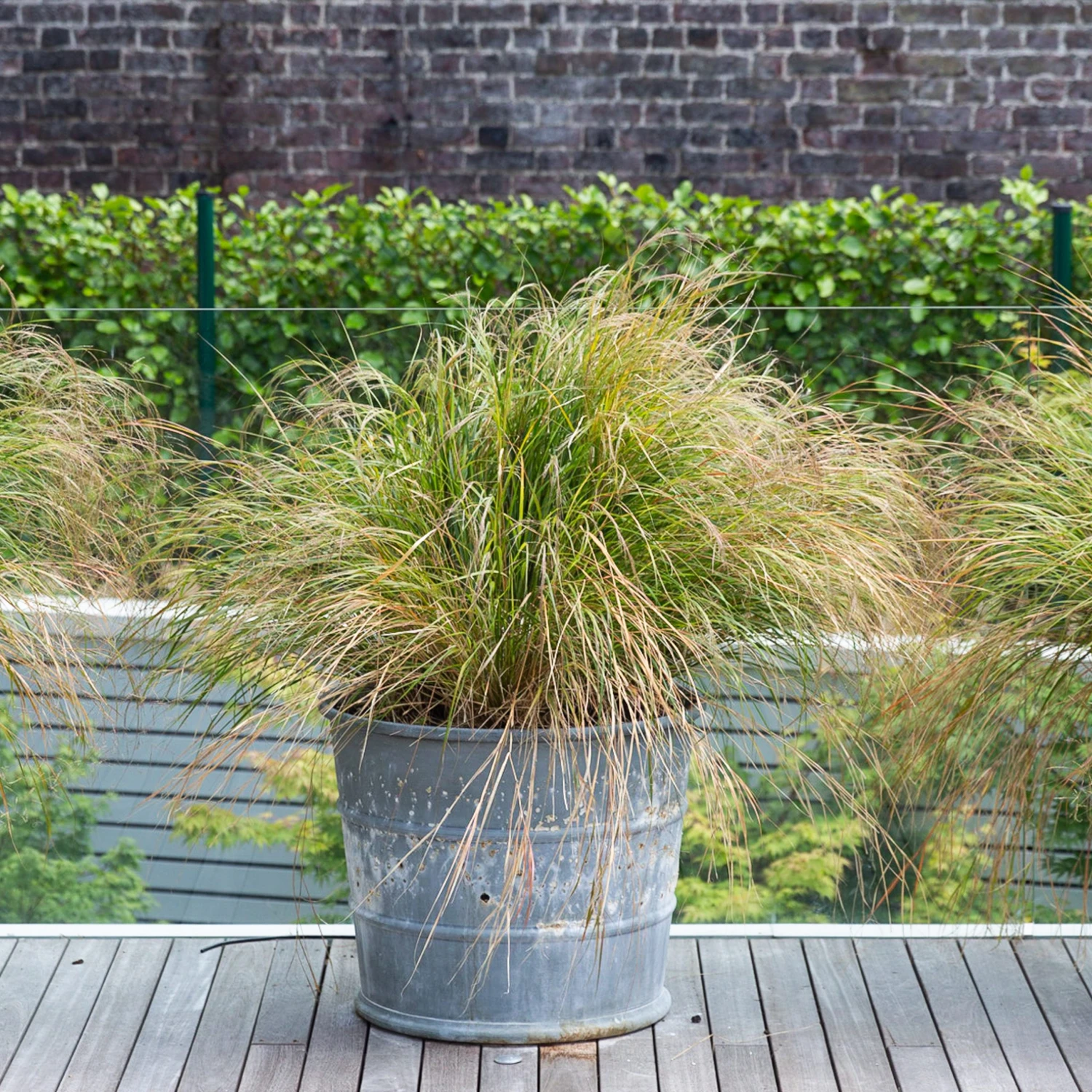 Anemanthele Lessoniana 6 Anemanthele Lessoniana - Image 6