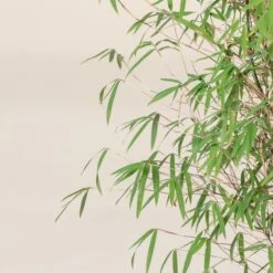 Fargesia Angustissima -Plant Discount Store 10 scaled 1