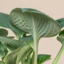 Hosta ‘Big Daddy’ 11 Hosta ‘Big Daddy’ -Plant Discount Store 1033