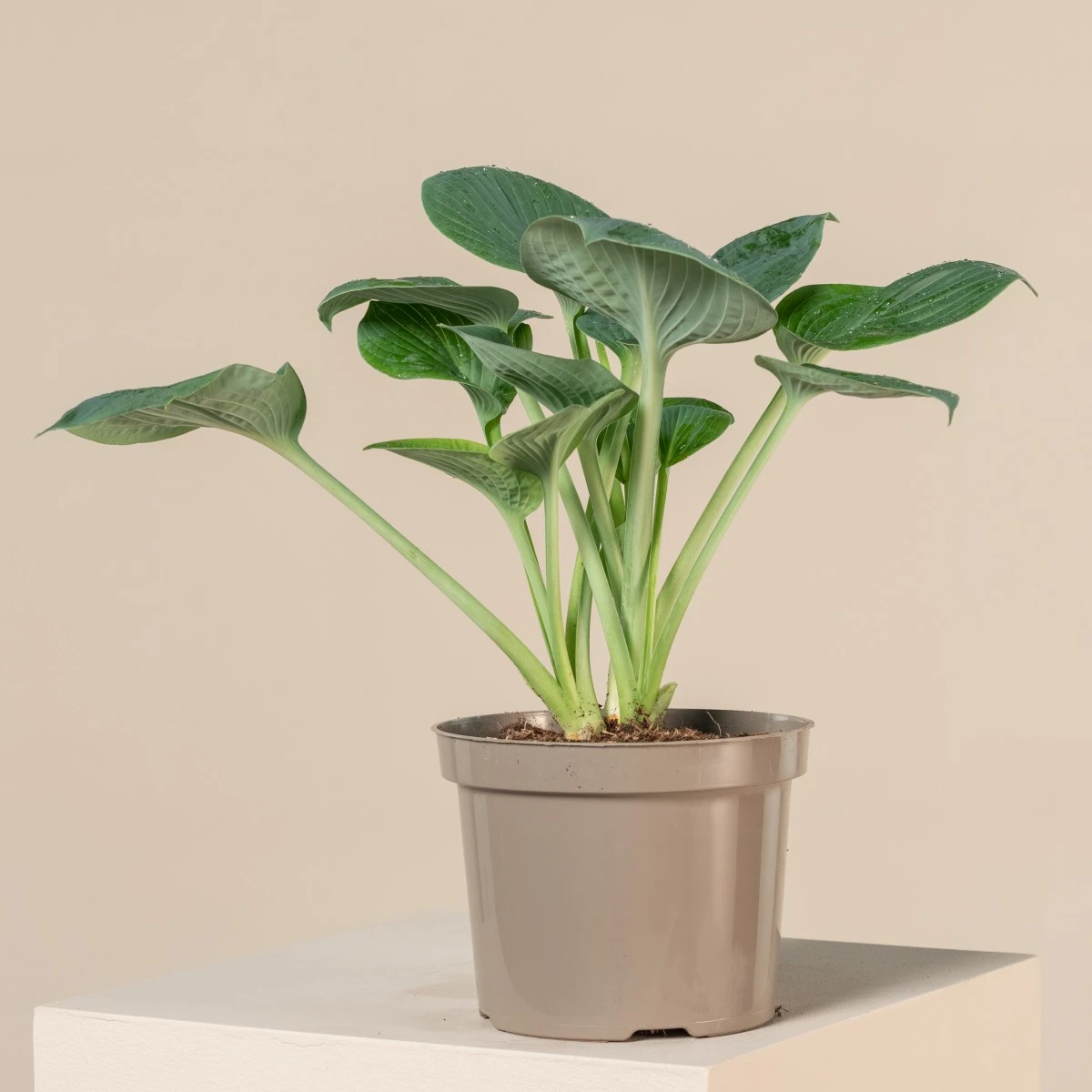 Hosta ‘Big Daddy’ 1 Hosta ‘Big Daddy’