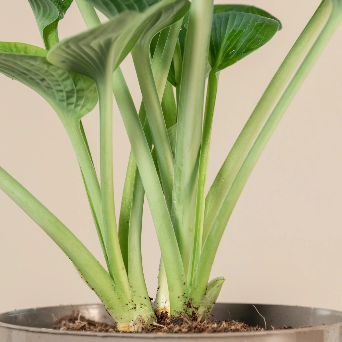 Hosta ‘Big Daddy’ 5 Hosta ‘Big Daddy’ - Image 5