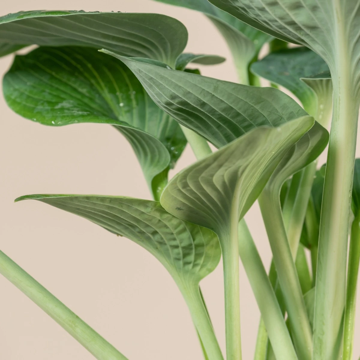 Hosta ‘Big Daddy’ 4 Hosta ‘Big Daddy’ - Image 4