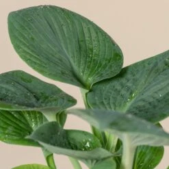 Hosta ‘Big Daddy’ 8 Hosta ‘Big Daddy’ -Plant Discount Store 1037