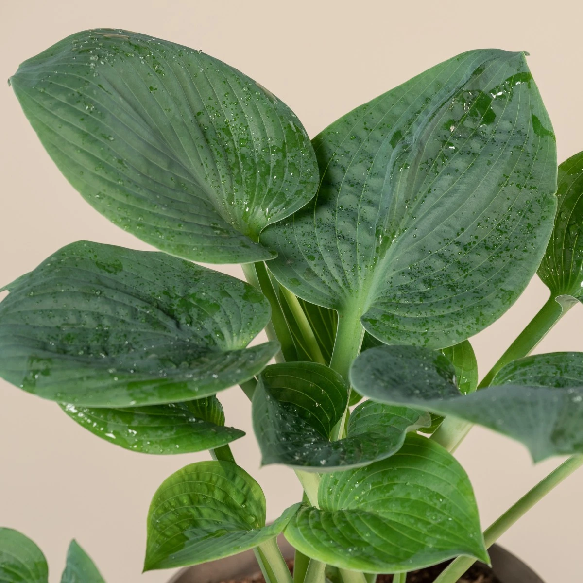 Hosta ‘Big Daddy’ 2 Hosta ‘Big Daddy’ - Image 2