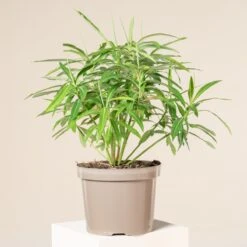 Euphorbia Mellifera -Plant Discount Store 1180
