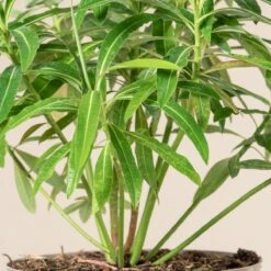 Euphorbia Mellifera -Plant Discount Store 1181