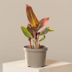 Canna ‘Tropicanna’