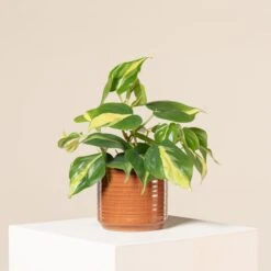 Philodendron Scandens ‘Brasil’