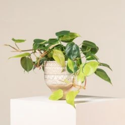 Plant Discount Store -Plant Discount Store 1220