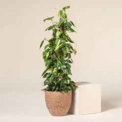 Philodendron Scandens ‘Brasil’ -Plant Discount Store 1221