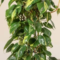 Philodendron Scandens ‘Brasil’ -Plant Discount Store 1222