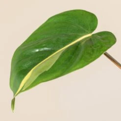 Philodendron Scandens ‘Brasil’ -Plant Discount Store 1223