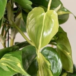 Philodendron Scandens ‘Brasil’ -Plant Discount Store 1224