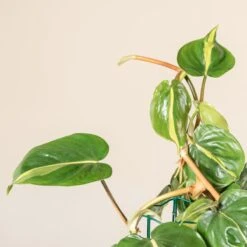 Philodendron Scandens ‘Brasil’ -Plant Discount Store 1225
