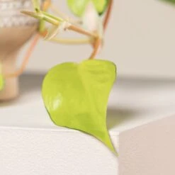 Philodendron Scandens ‘Brasil’ -Plant Discount Store 1226