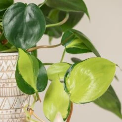 Philodendron Scandens ‘Brasil’ -Plant Discount Store 1227