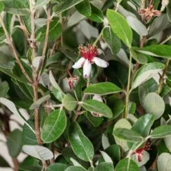 Feijoa Sellowiana 18 Feijoa Sellowiana -Plant Discount Store 1298