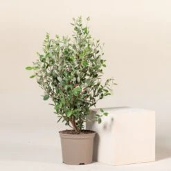 Feijoa Sellowiana 19 Feijoa Sellowiana -Plant Discount Store 1299