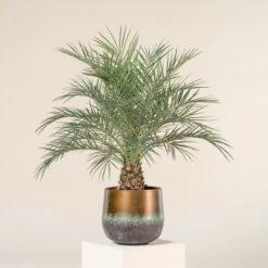 Phoenix Roebelenii -Plant Discount Store 1313