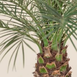 Phoenix Roebelenii -Plant Discount Store 1314