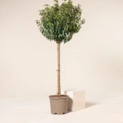 Prunus Lusitanica ‘Angustifolia’ – Standard