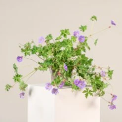 Geranium âRozanneâ