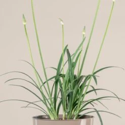 Plant Discount Store -Plant Discount Store 1395