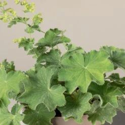 Alchemilla Mollis 6 Alchemilla Mollis -Plant Discount Store 1399
