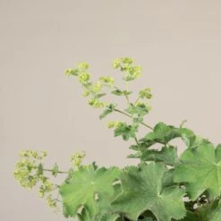 Alchemilla Mollis 7 Alchemilla Mollis -Plant Discount Store 1400