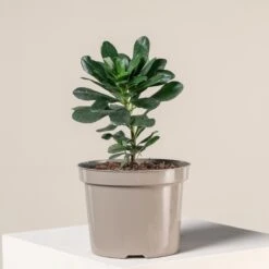 Euphorbia Amygdaloides āRobbiaeā