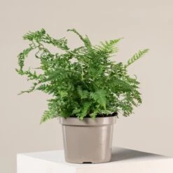 Polystichum Setiferum 18 Polystichum Setiferum -Plant Discount Store 1408