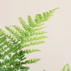 Polystichum Setiferum 20 Polystichum Setiferum -Plant Discount Store 1410