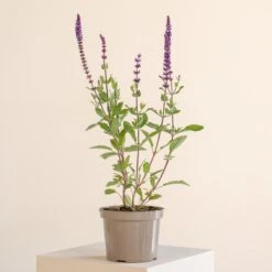 Salvia Nemorosa ‘Caradonna’
