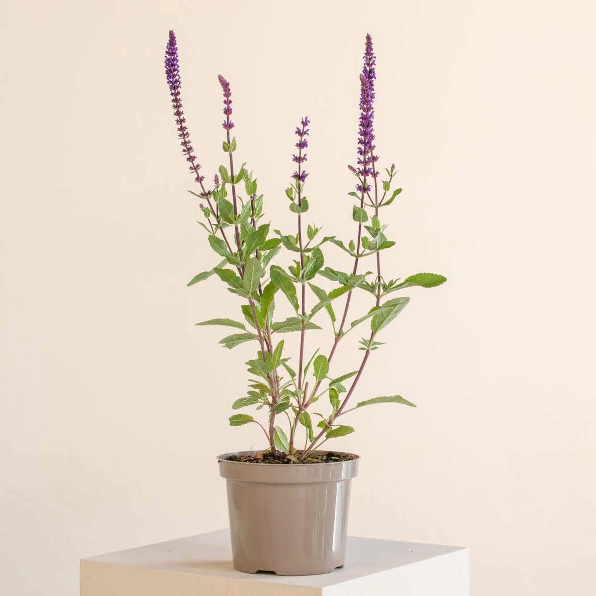 Salvia Nemorosa ‘Caradonna’ 1 Salvia Nemorosa ‘Caradonna’