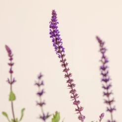 Salvia Nemorosa ‘Caradonna’ 5 Salvia Nemorosa ‘Caradonna’ -Plant Discount Store 1479