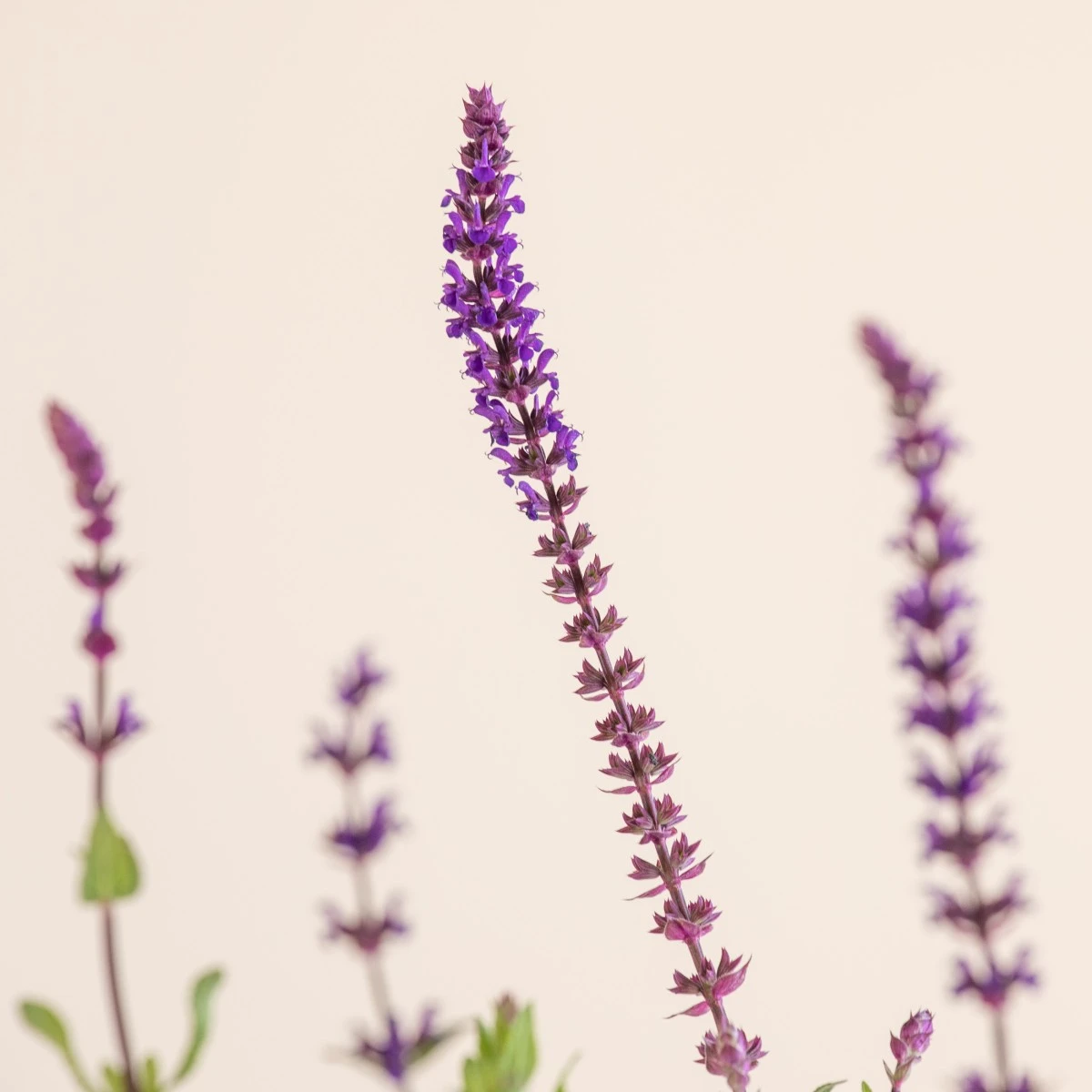 Salvia Nemorosa ‘Caradonna’ 3 Salvia Nemorosa ‘Caradonna’ - Image 3