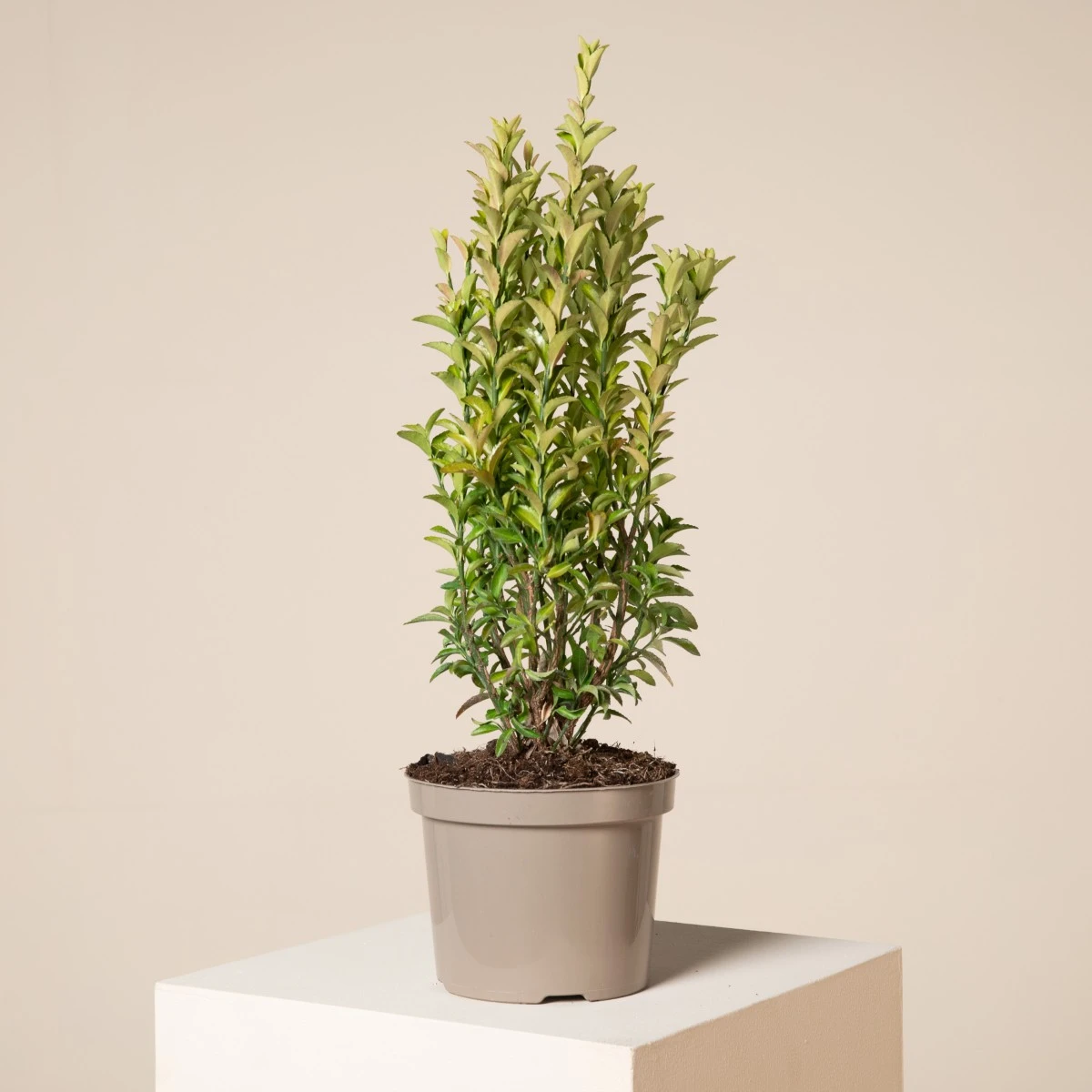 Euonymus Japonicus ‘Green Spire’ 1 Euonymus Japonicus ‘Green Spire’