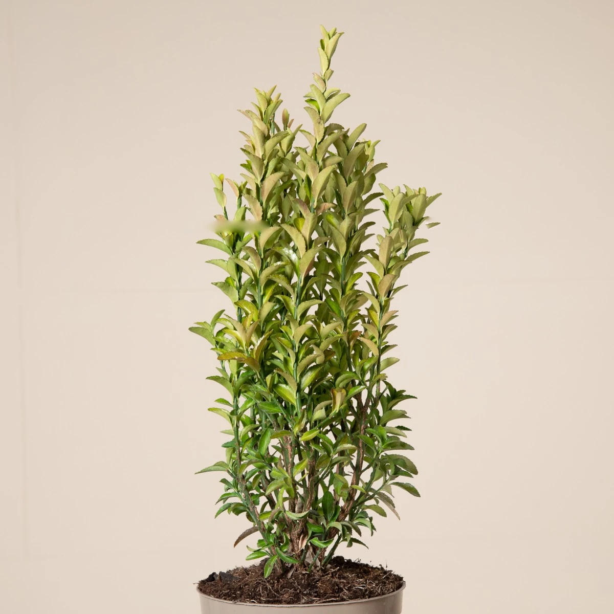 Euonymus Japonicus ‘Green Spire’ 2 Euonymus Japonicus ‘Green Spire’ - Image 2