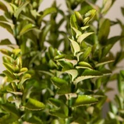 Euonymus Japonicus ‘Green Spire’ 7 Euonymus Japonicus ‘Green Spire’ -Plant Discount Store 154