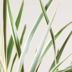 Phormium Tenax ‘Variegatum’ 9 Phormium Tenax ‘Variegatum’ -Plant Discount Store 165 scaled 1