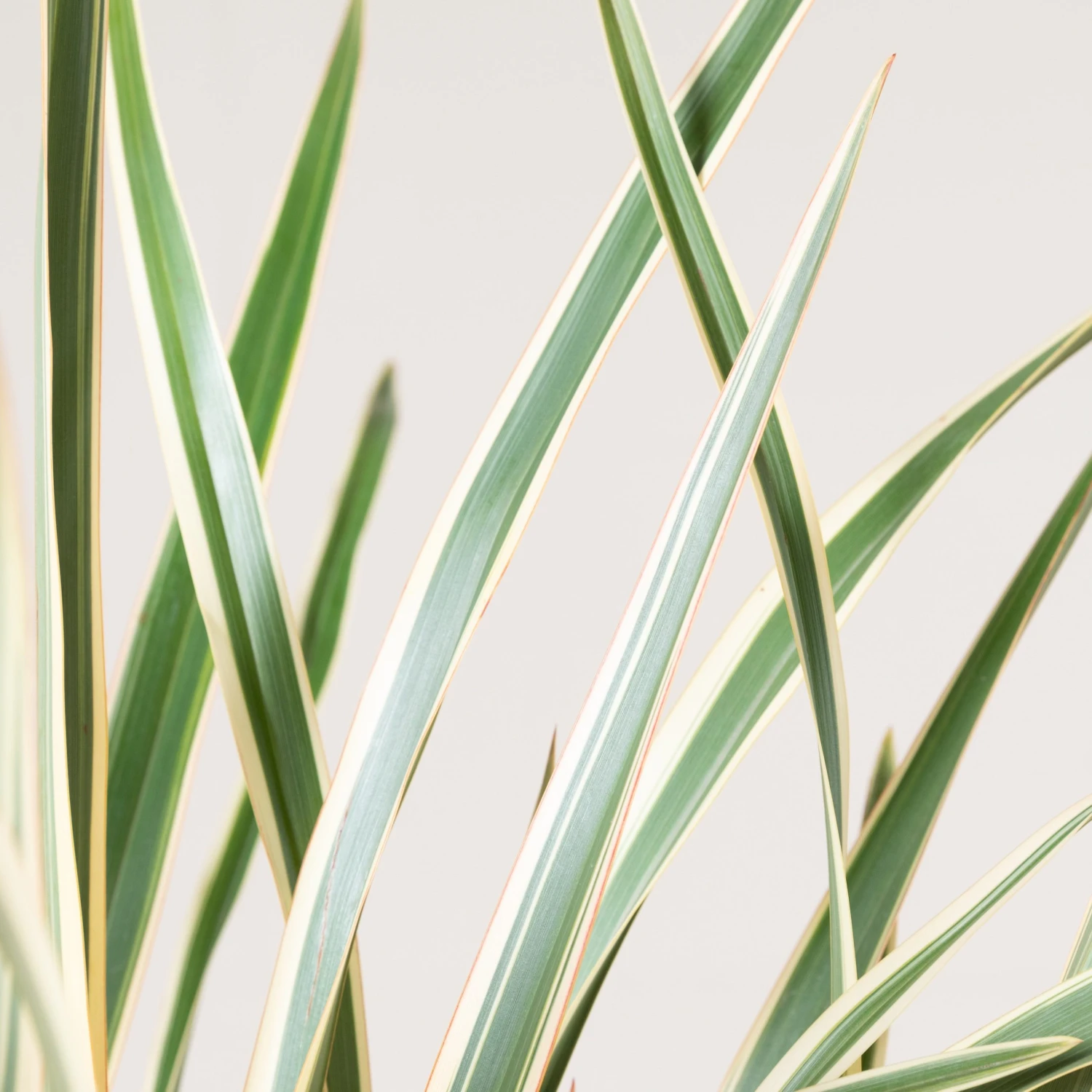 Phormium Tenax ‘Variegatum’ 5 Phormium Tenax ‘Variegatum’ - Image 5