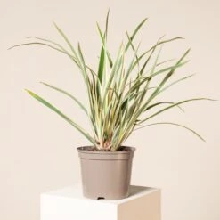 Phormium Tenax ‘Variegatum’ 8 Phormium Tenax ‘Variegatum’ -Plant Discount Store 166 scaled 1