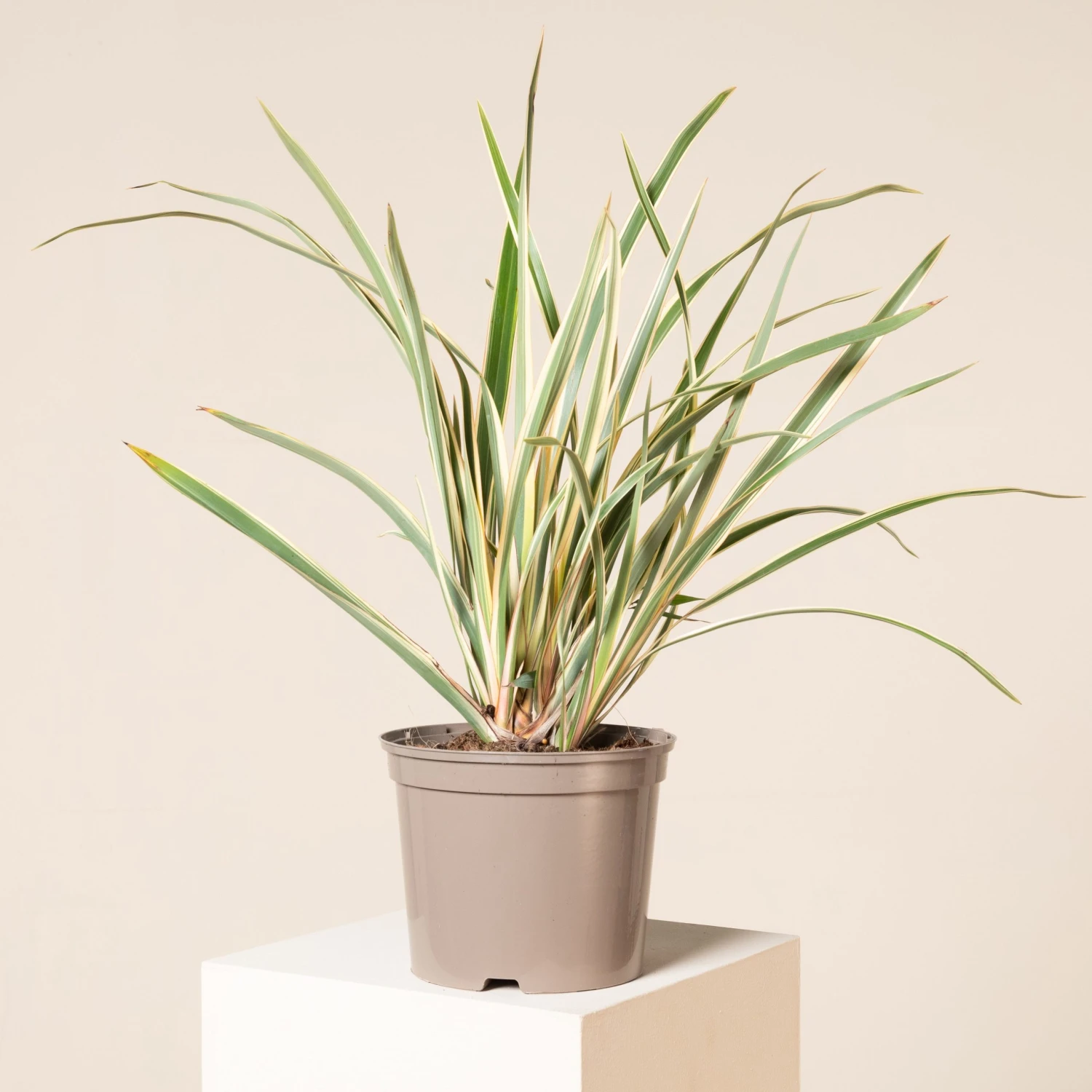 Phormium Tenax ‘Variegatum’ 4 Phormium Tenax ‘Variegatum’ - Image 4