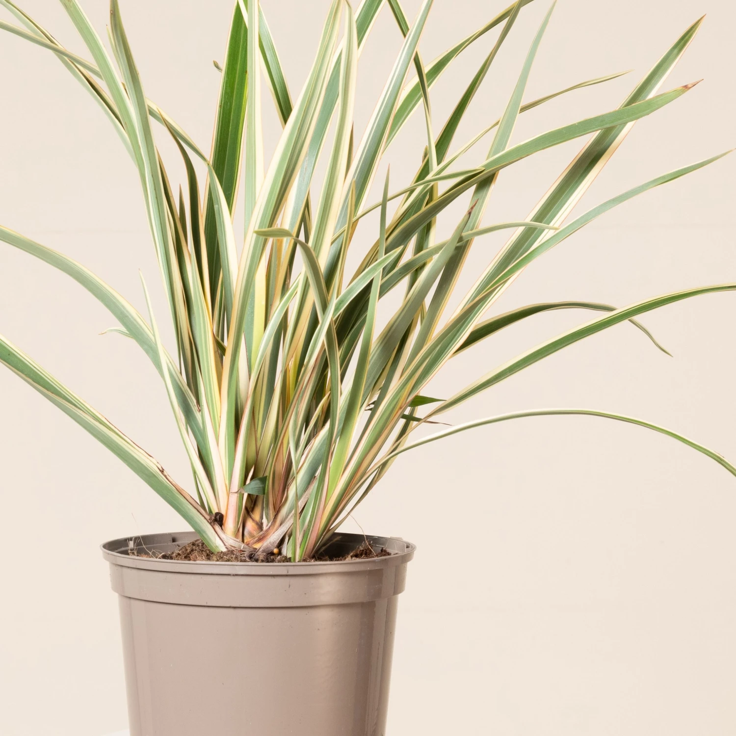 Phormium Tenax ‘Variegatum’ 1 Phormium Tenax ‘Variegatum’