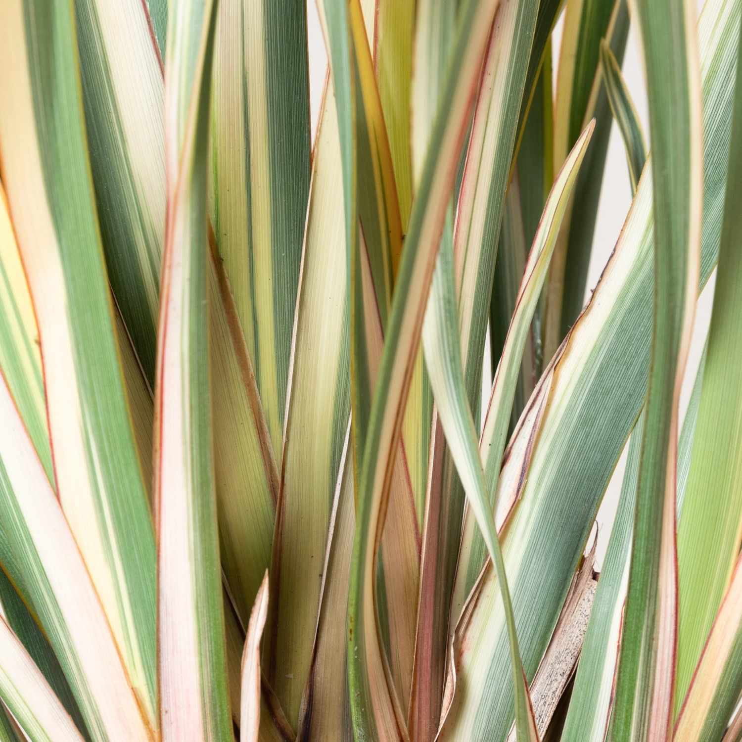 Phormium Tenax ‘Variegatum’ 2 Phormium Tenax ‘Variegatum’ - Image 2