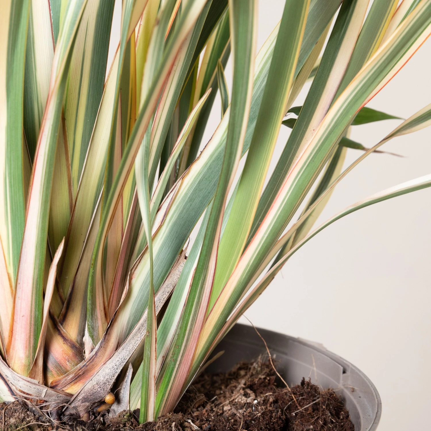 Phormium Tenax ‘Variegatum’ 3 Phormium Tenax ‘Variegatum’ - Image 3