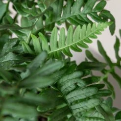 Polypodium Vulgare -Plant Discount Store 191 scaled 1